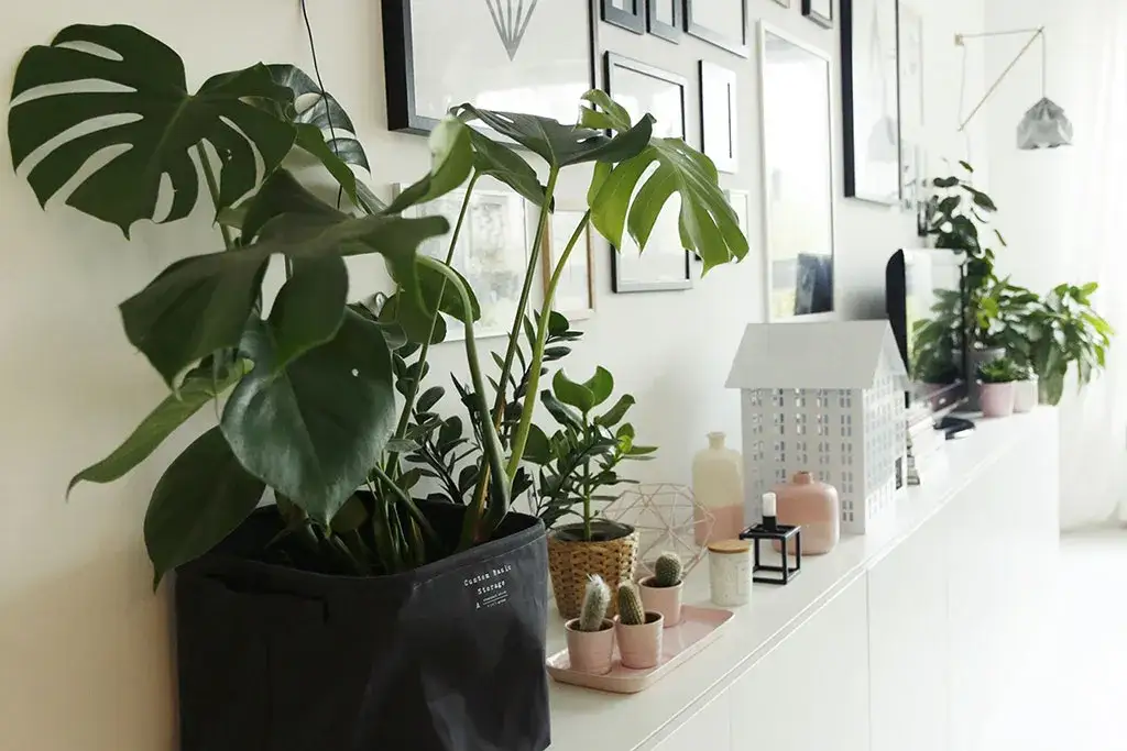rośliny do szarego salonu, monstera fikus